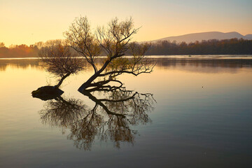 Gold sunset over river with a tree silhouette and reflection on water