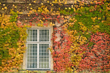 Fototapeta na wymiar wall with rustic window and colorful creeper foliage autumn season