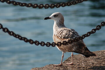 A seagull Chain Blue Sea