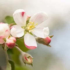 Foto op Canvas Pink white flowers, spring background. Springtime garden landscape blossoming pink petals fruit tree branch, tender blurred bokeh backdrop. Shallow depth of field. macro view © besjunior