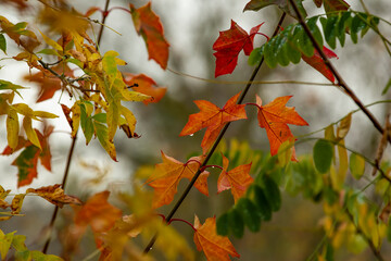 Red maple leaves during Autumn with sunlight and blue sky, Branches of red autumn leaves.