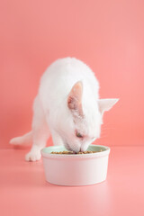 White cat eats dry food from a bowl. The concept of pet nutrition, food selection. Pink background, minimalism.