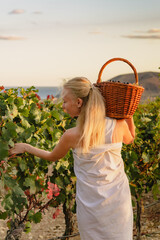 Girl picks grapes in the vineyard