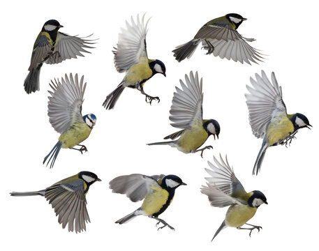 photo of nine isolated tit in flight