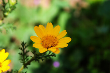 yellow flower in the garden