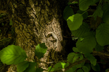 Green forest lizard, sitting on a tree. Wild lizard green.