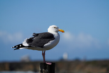 Western Gull on the California Coast