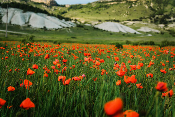Poppy field