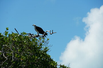 sian ka'an, sian kaan, tulum, natural reserve, lagoon, mexico, quintana roo, sky, animals, birds, sea, caribbean, clouds, cristalline, water, mangroves