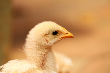 chicken in the farm