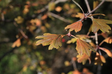 red autumn leaves