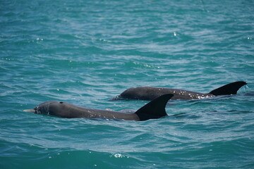 Obraz premium sian ka'an, sian kaan, tulum, natural reserve, lagoon, mexico, quintana roo, sky, animals, birds, sea, caribbean, clouds, cristalline, water, mangroves