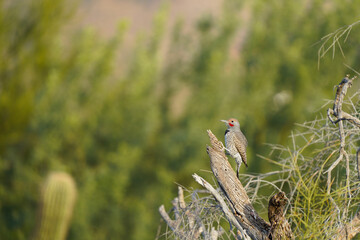 Gilded Flicker posing