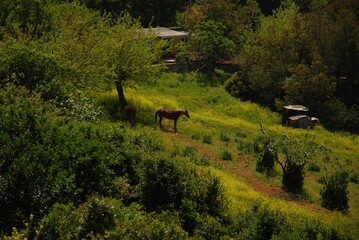 Brown Horse in Green Forest 