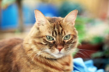 portrait of a cat with a eyes