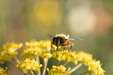 Bug on a Flower