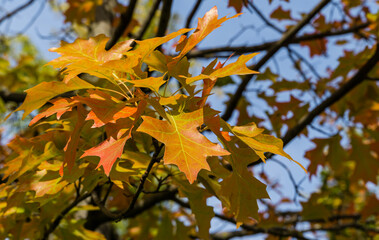 Close-up of red and golden autumn leaves red oak tree Quercus rubra. Beautiful autumn foliage in city park krasnodar. Public landscape 'Galitsky park' for relaxation and walking in sunny autumn