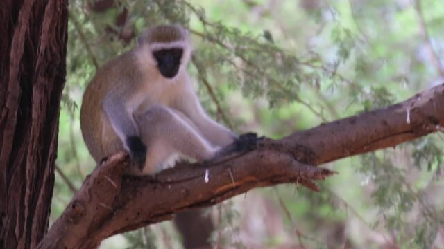 Close up, Africa monkey in tree