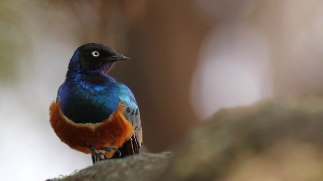 Colorful superb starling in Africa, close up