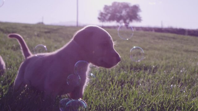 Sun shines over puppies playing with bubbles, slow motion