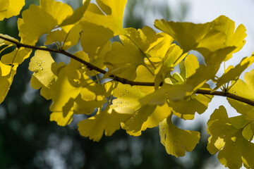 Yellow and gold leaves of Ginkgo tree (Ginkgo biloba), known as ginkgo or gingko with water drops against background of blurry bokeh. Golden foliage elegant nature concept for design