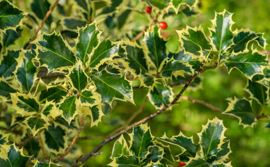 Christmas holly ilex aquifolium Argentea Marginata growing in a park. close-up of graceful fringed...