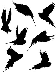 seven small parrots black silhouettes collection