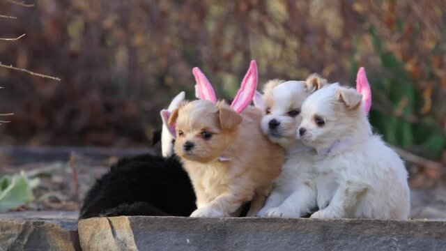 Close up, puppies wearing rabbit ears for Easter