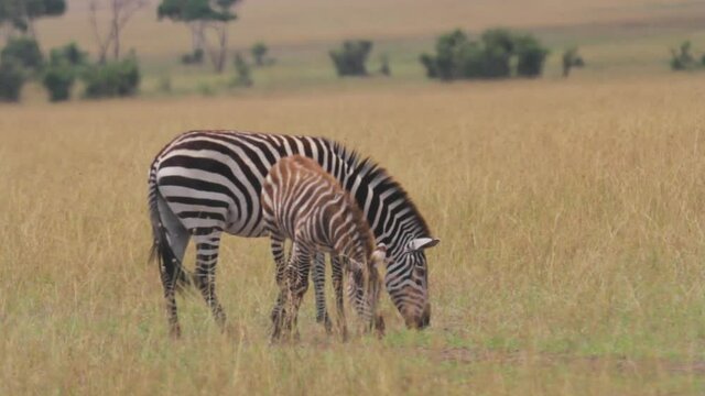 Pair of zebras in Africa, medium shot