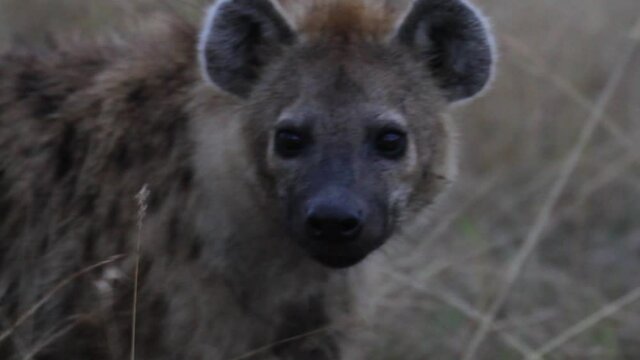 Close up, hyena in African savannah