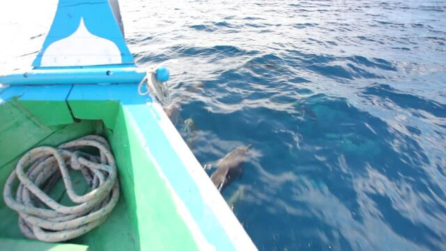 Point of view, dolphins swim with boat in Maldives