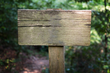 Blank wooden signboard with copy space in green forest, empty place for text. Yew-boxwood grove, Sochi National Park