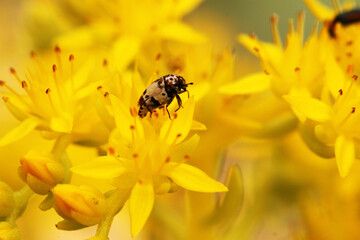 exotic insect on yellow flowers