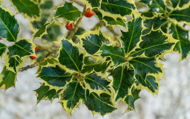 Christmas holly ilex aquifolium Argentea Marginata growing on white stones background. Close-up of...