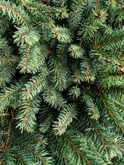 Close Up of Festive Fur Tree Leaves