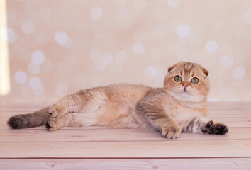 Scottish Fold cat with golden color