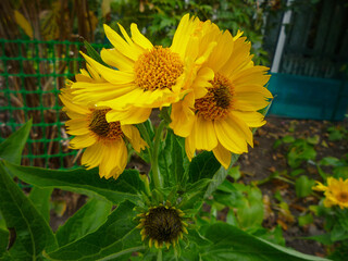 yellow flowers in the garden