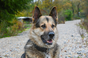 Gros plan d'un chien