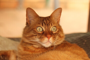 Cat chilling on the roof