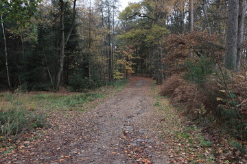 Waldweg im Herbst
