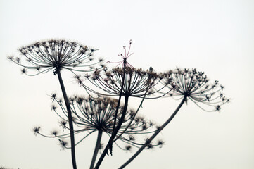 Fototapeta na wymiar Hogweed flowers against a gray sky