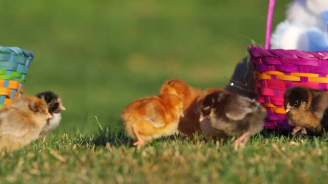 Close up, group of chicks by Easter basket