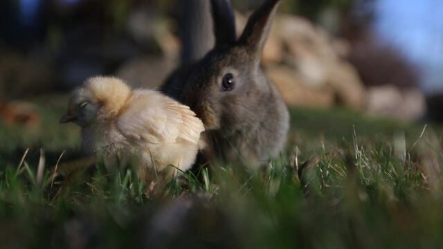 Close up, baby chick and rabbit in grass