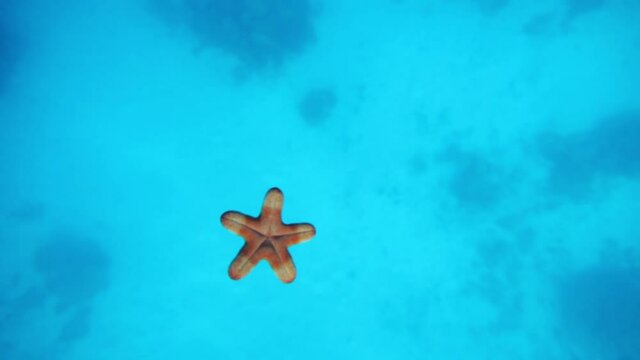 Starfish in Maldives reef, scuba pov