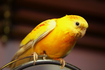 yellow macaw