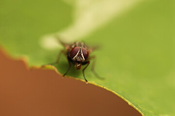 close up of a fly
