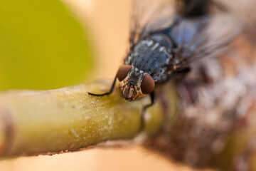 close up of a fly
