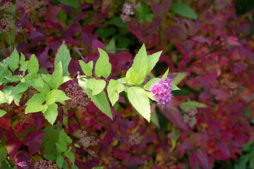 branch of blooming pink spirea on a background of red leaves