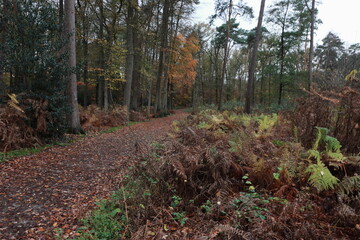 Waldweg im Herbst