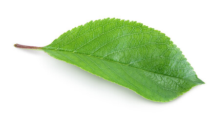 Fototapeta na wymiar cherry leaf isolated on a white background with clipping path and full depth of field.